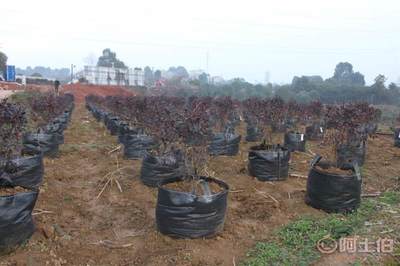 皓康耐老化高強藍莓花卉果蔬種植袋 創(chuàng)新工藝，助力綠色種植