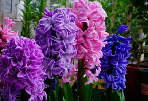 網絡技術研究 數字花園里的“花卉”，美麗更勝玫瑰