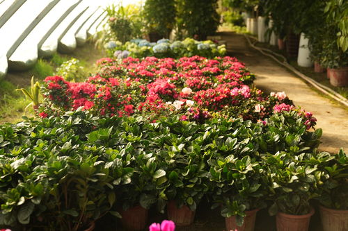 五彩花卉迎新春 網(wǎng)絡(luò)技術(shù)助歡喜過大年